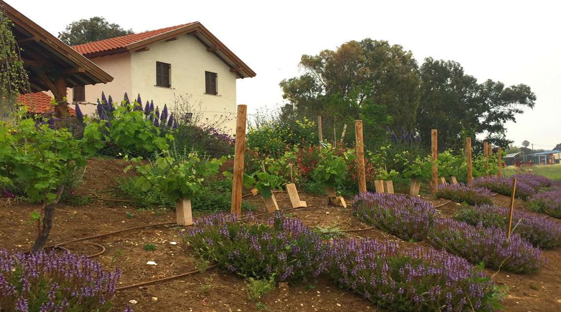 מבט מהשדות לכיוון הבית.