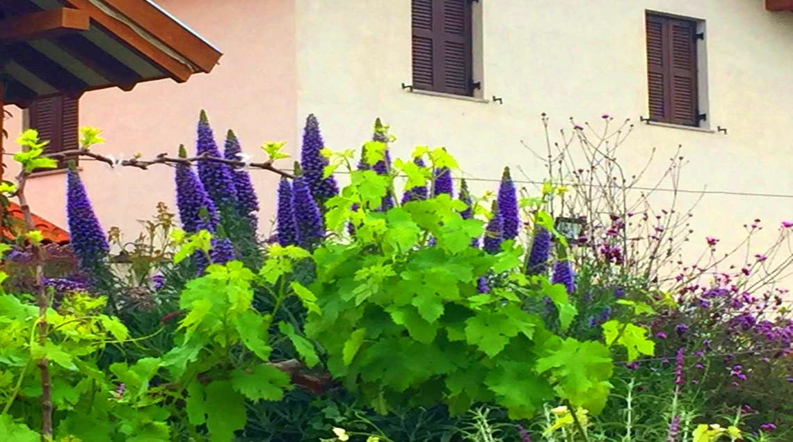 ירוק עז של גפן מלבלבת על רקע סגול עז של פריחת עכנאי הדור.