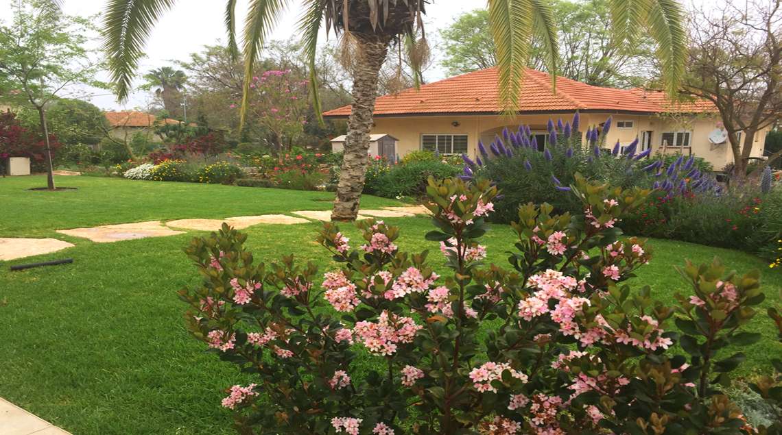 מדשאה גדולה וסביבה שיחים פורחים בוורוד וסגול.