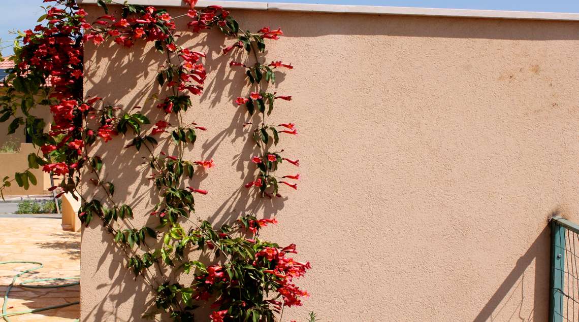 מטפס עם פריחה בגוון אדום כתום מטפס על קיר בצבע אפרסק.