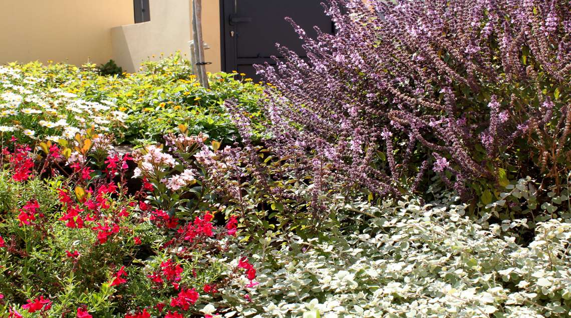 שיחים פורחים בסגול, לבן, אדום וצהוב.