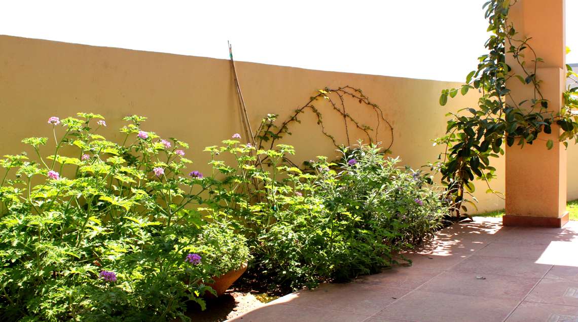 צמחי תבליו שתולים בקערות חרס.