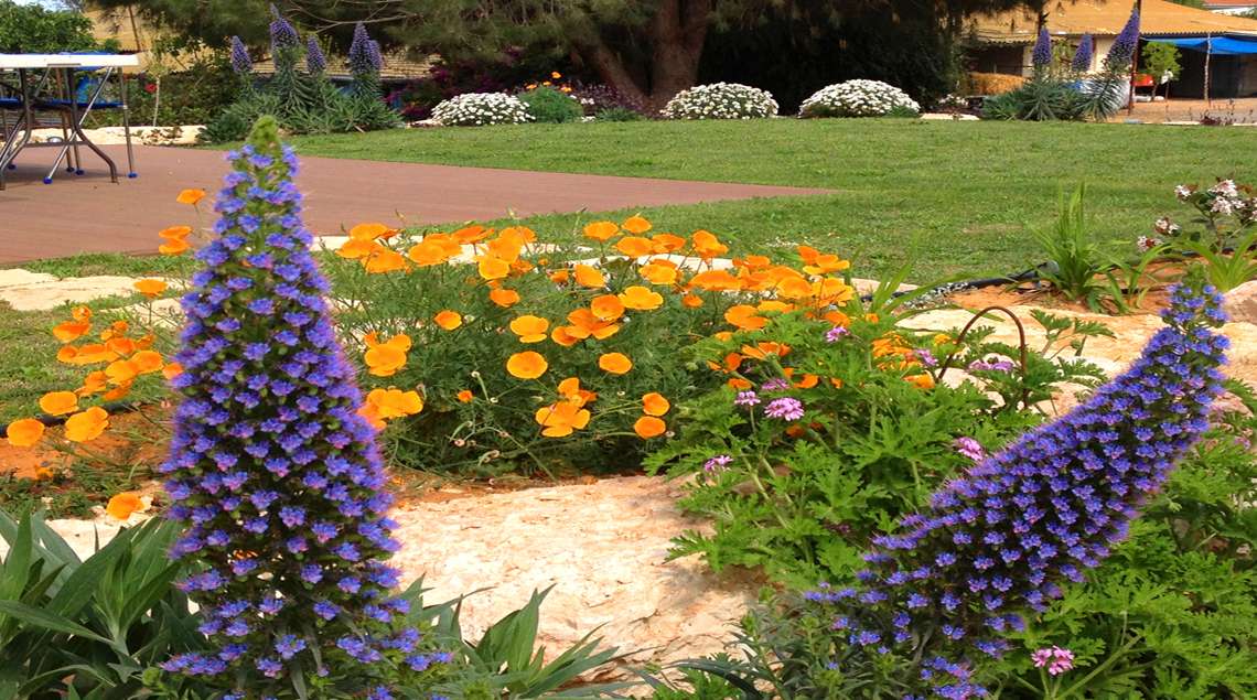 דק, דשא וערוגה פורחת בסגול וכתום.