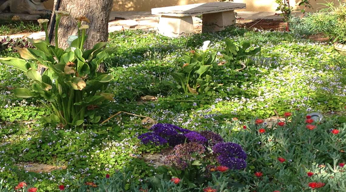 ספסל אבן קטן עטוף בצמחייה נמוכה. רקע ירוק עם פריחות סגולות וכתומות.