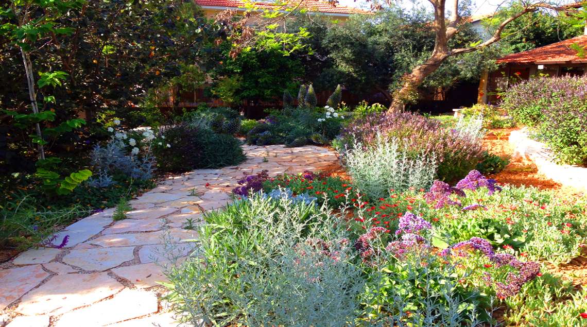 שביל אבן פראית עם צמחייה בשוליו. פריחות סגולות ולבנות.