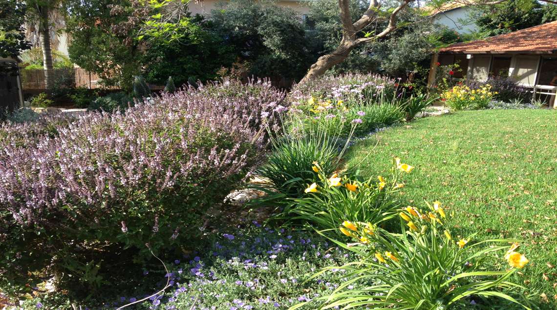 מדשאה גובלת בשיחים נמוכים פורחים בצהוב וסגול.