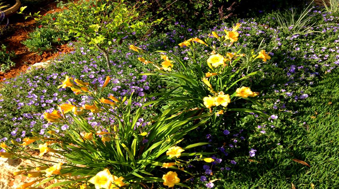 פריחה של המרוקליס בצבע צהוב עז עם חבלבל בצבע סגול