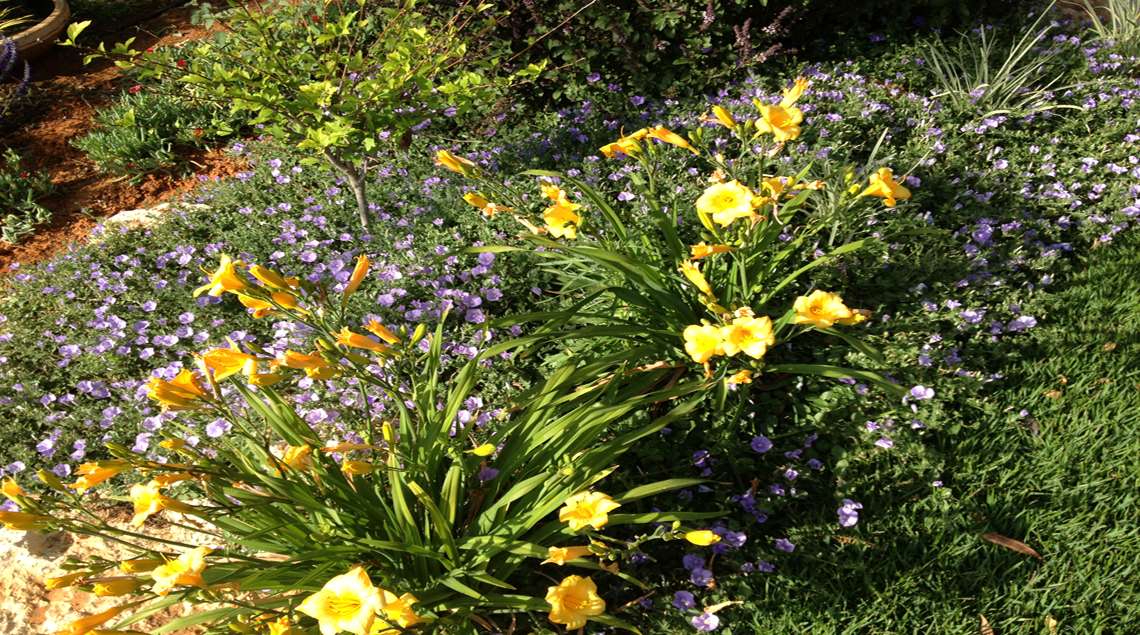 שילוב של המרוקליס צהוב עם חבלבל סגול.