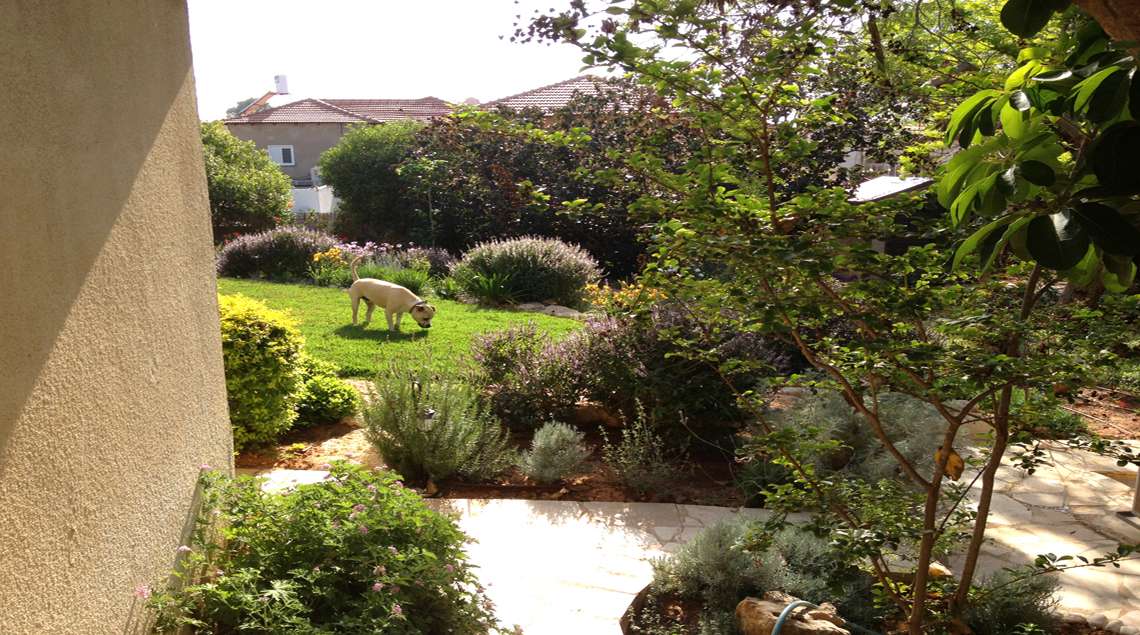 מבט מהבית אל המדשאה והשיחיות סביבה. כלב הולך על המדשאה.