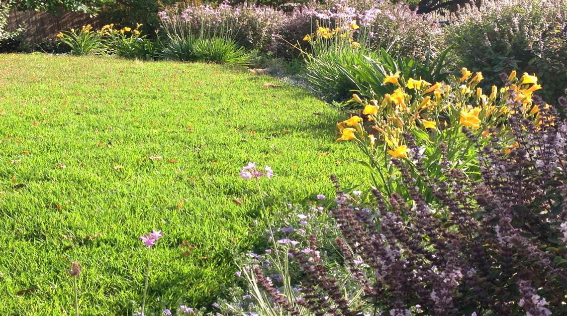 מדשאה גובלת בשיחים נמוכים פורחים בצהוב וסגול.