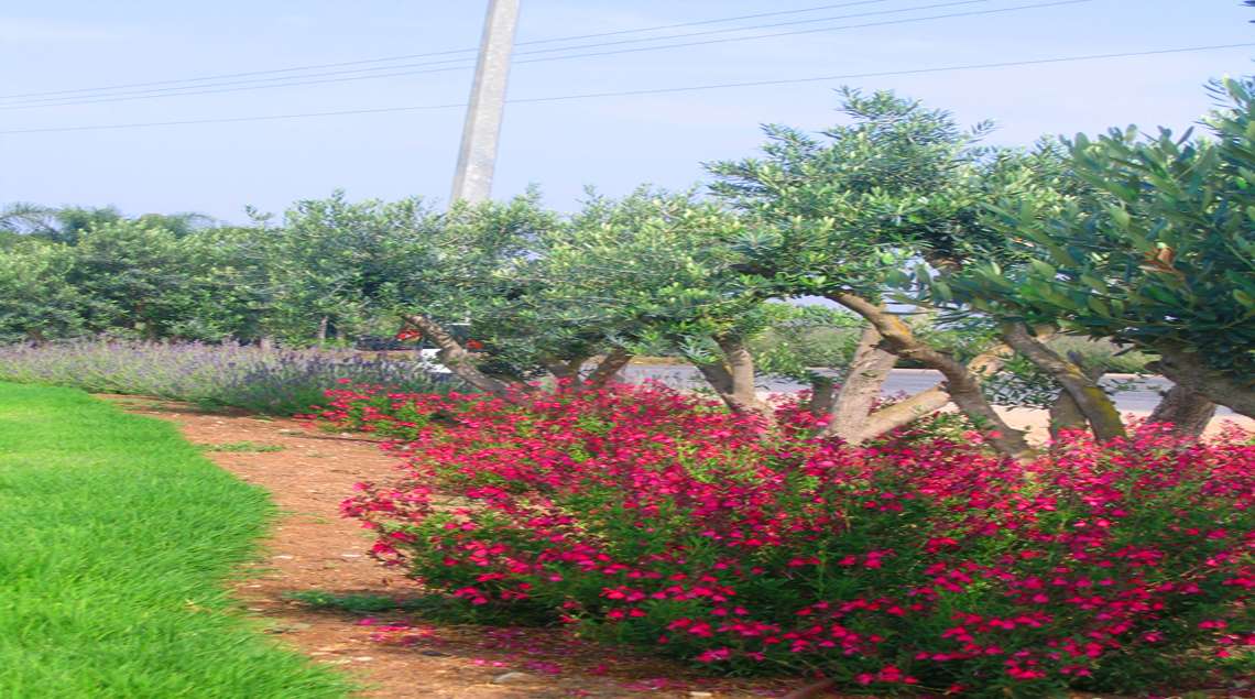 מרוות אדומות ומאחוריהן עצי זית.