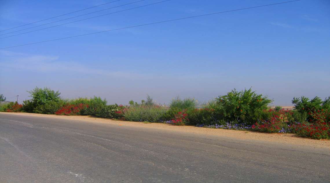 כביש ולצידו ערוגה פורחת באדום וצהוב.