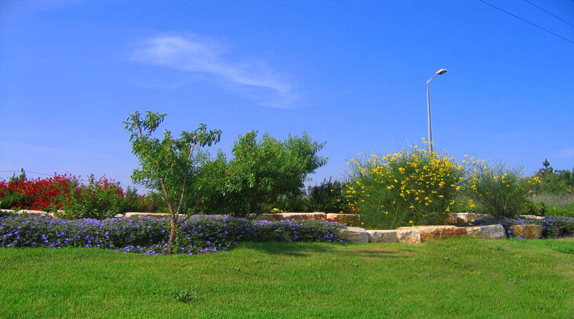 מדשאה משתפלת ובתוכה ערוגה עם עץ זית ותחתיו חבלבל סגול. לצידם אחירותם פורח בצהוב.