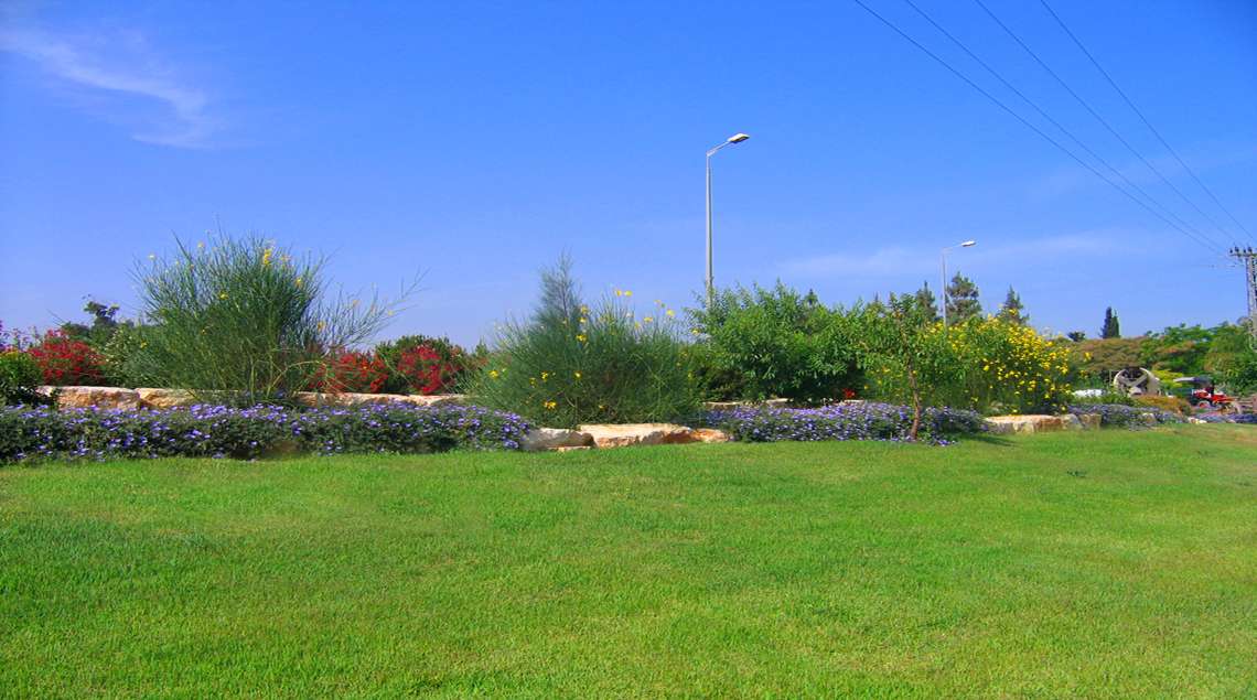 מדשאה משתפלת ובתוכה ערוגה עם עץ זית ותחתיו חבלבל סגול. לצידם אחירותם פורח בצהוב.