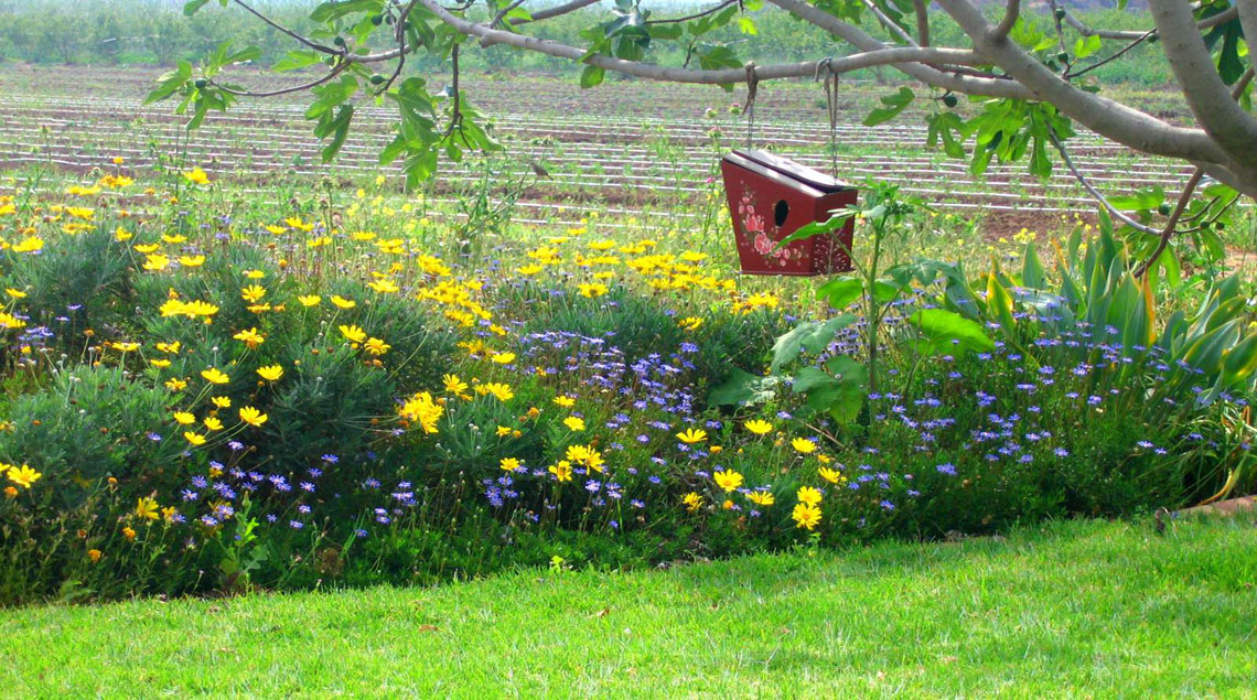 שילוב פריחה של עינן חרציתי בצבע צהוב ען פליציה שיחית סגולה על רקע השדות