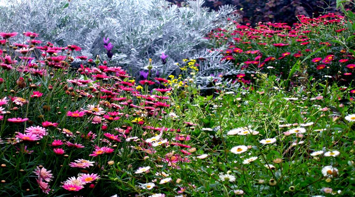 שילוב של חרצית ורדה עם ויטידיניה לבנה ועדעד אפור