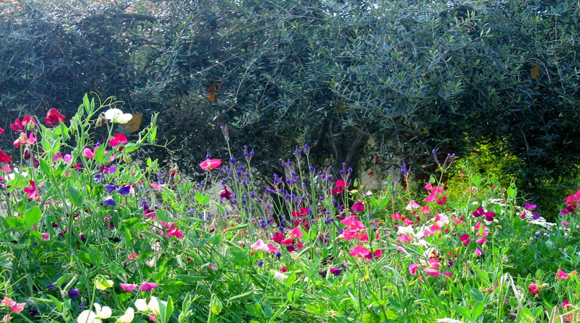 אפונה ריחנית פורח בוורוד, בורדו, סגול, ולבן על רקע אפור של עץ זית