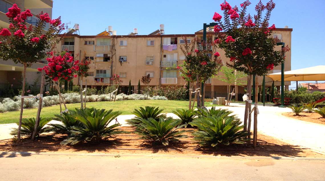 עצים פורחים בצבע בורדו ומתחתם ציקסים נמוכים.