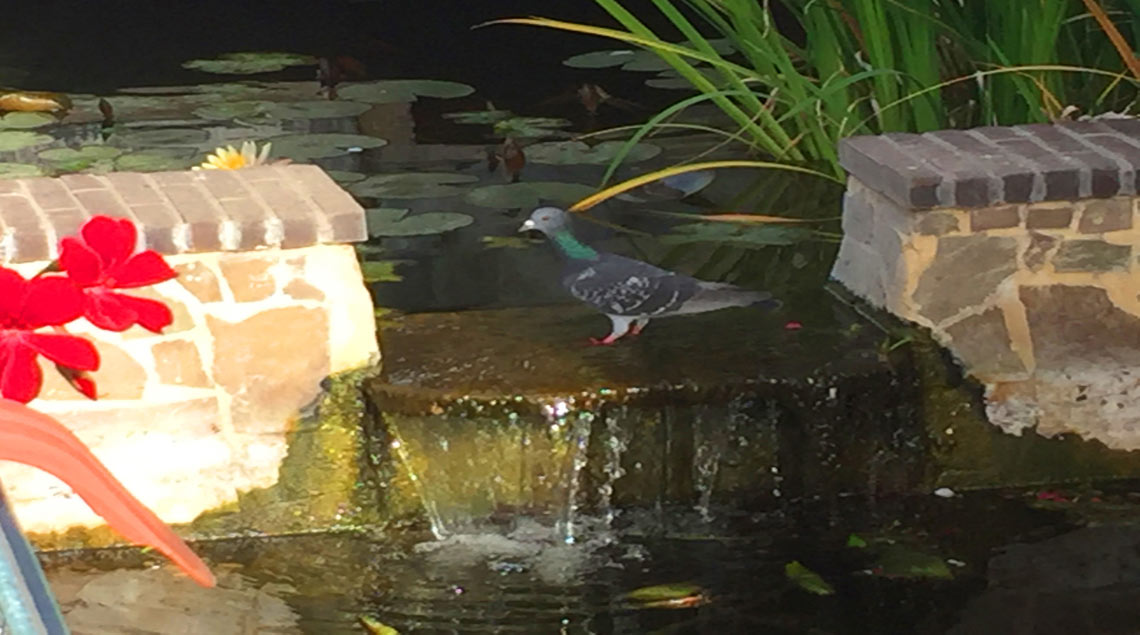 יונה באה לשתות בבריכת הנוי מעל מפל קטן