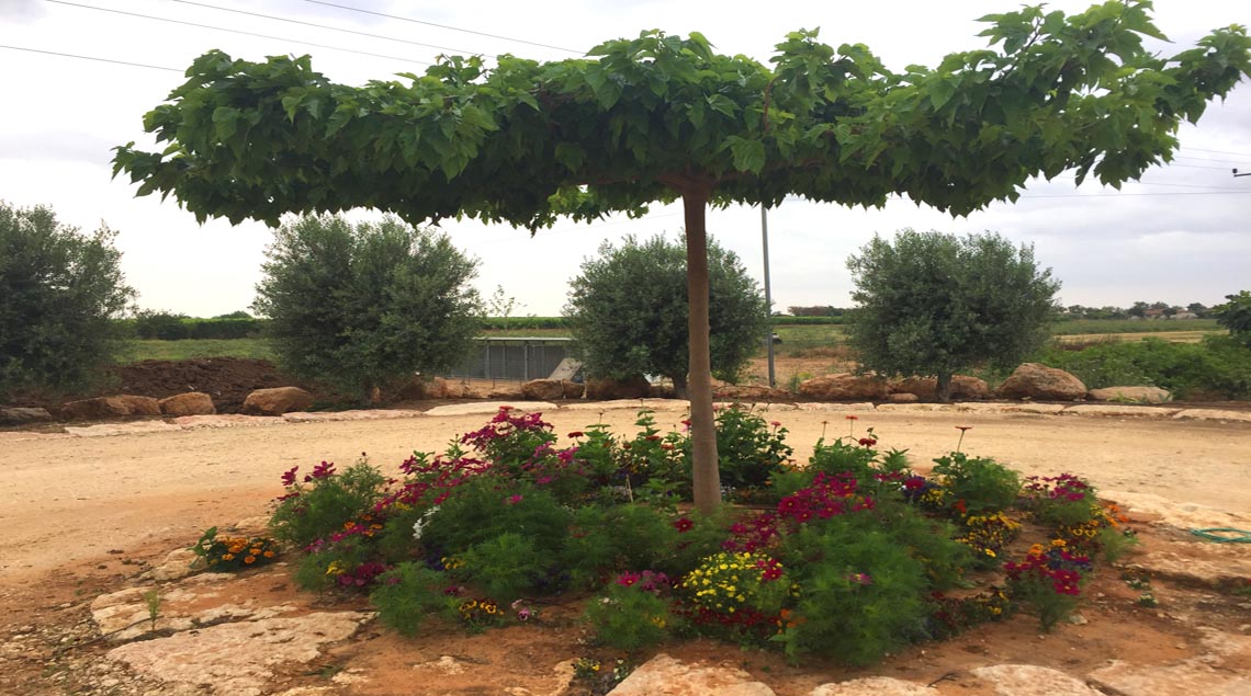 תות דולבני ותחתיו ערוגה עגולה פורחת.