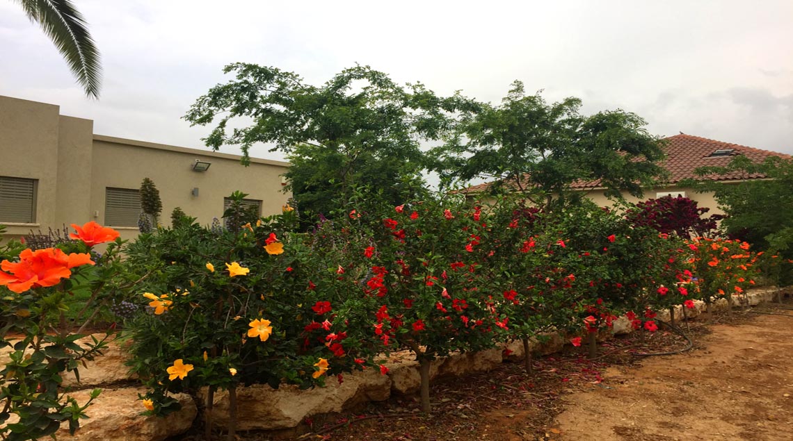 שדרה של היבסקוסים בשלל צבעים עוטפת את המסלעה.