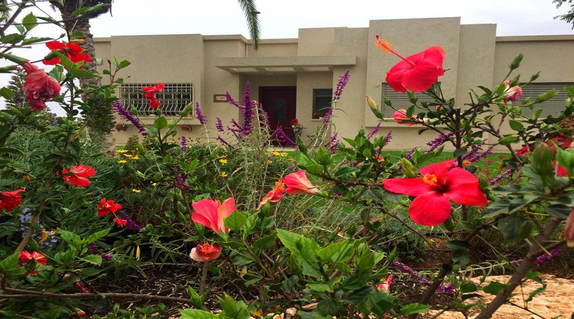 מבט אל הבית מבין שיחי ההיביסקוס האדומים והמרווה הסגולה.