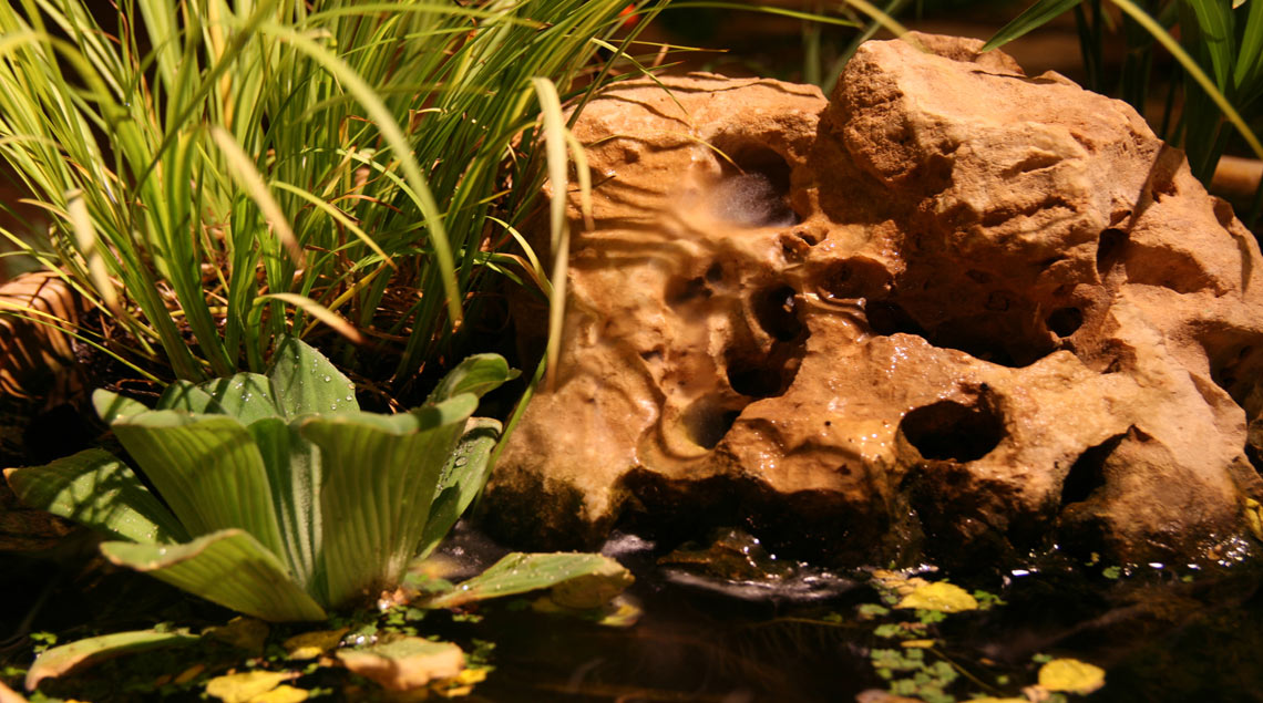 אלמנט מים עם סלע קטן וצמחי מים