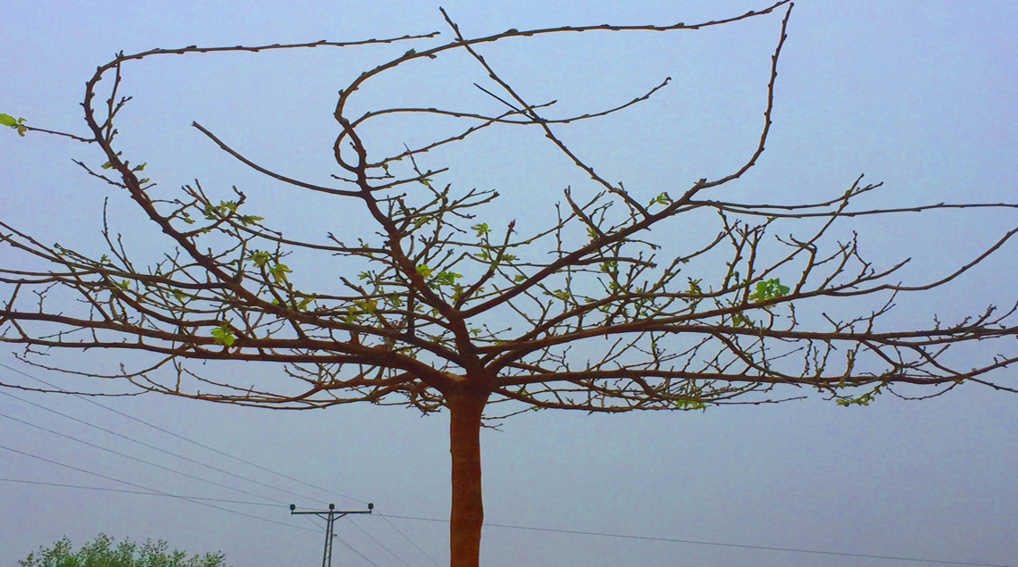 לבלוב של תות דולבני