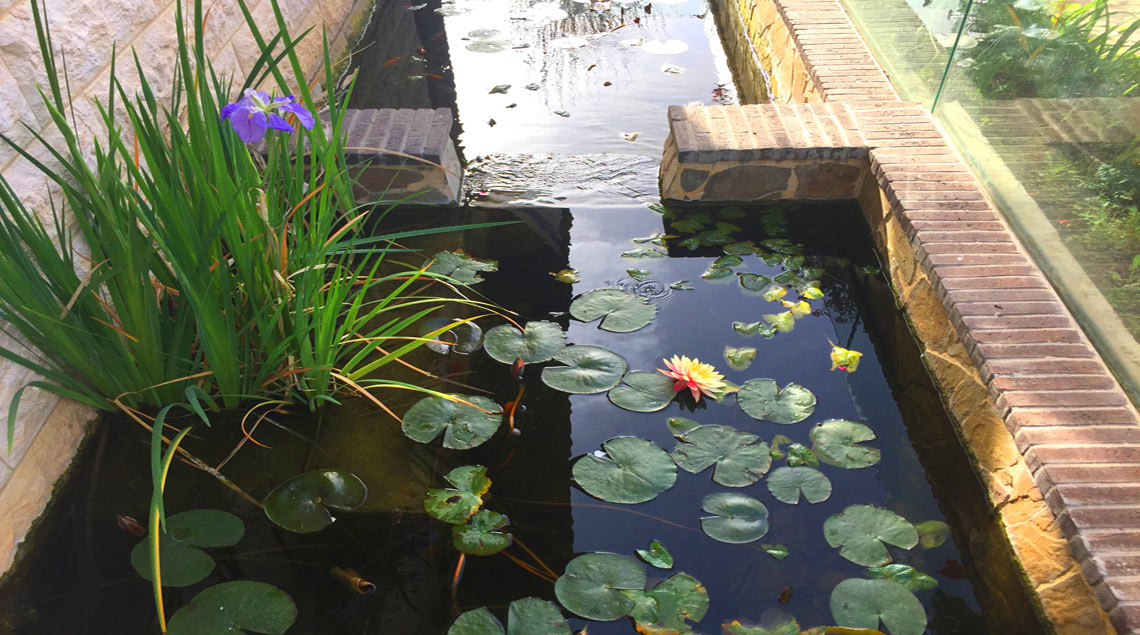 בריכת נוי עם נימפאות