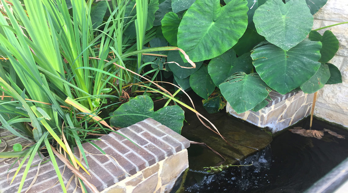 בריכת נוי עם צמחי מים ירוקים