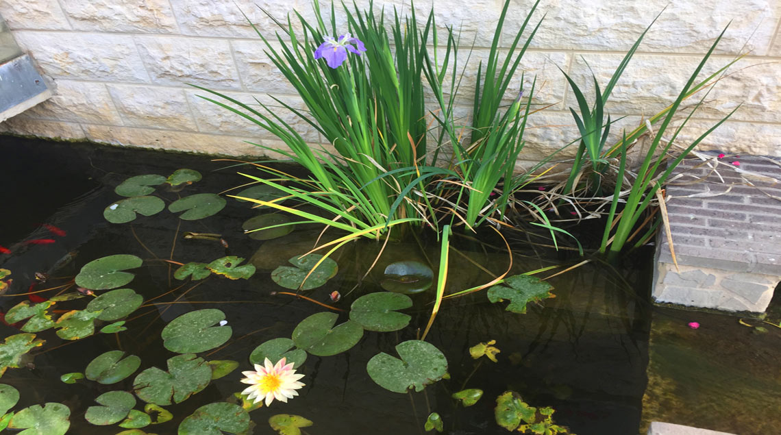 פריחה של נמפיאה ואירוס ענף בבריכת נוי