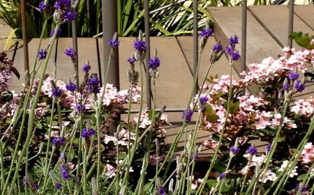 שבילים ומדרגות