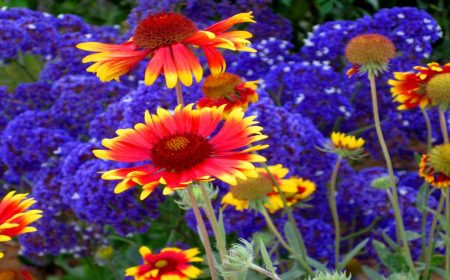 שילובי צמחים