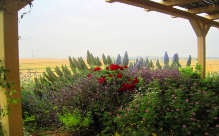 גינה בכפר מנחם